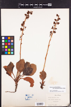 Pyrola asarifolia subsp. bracteata image