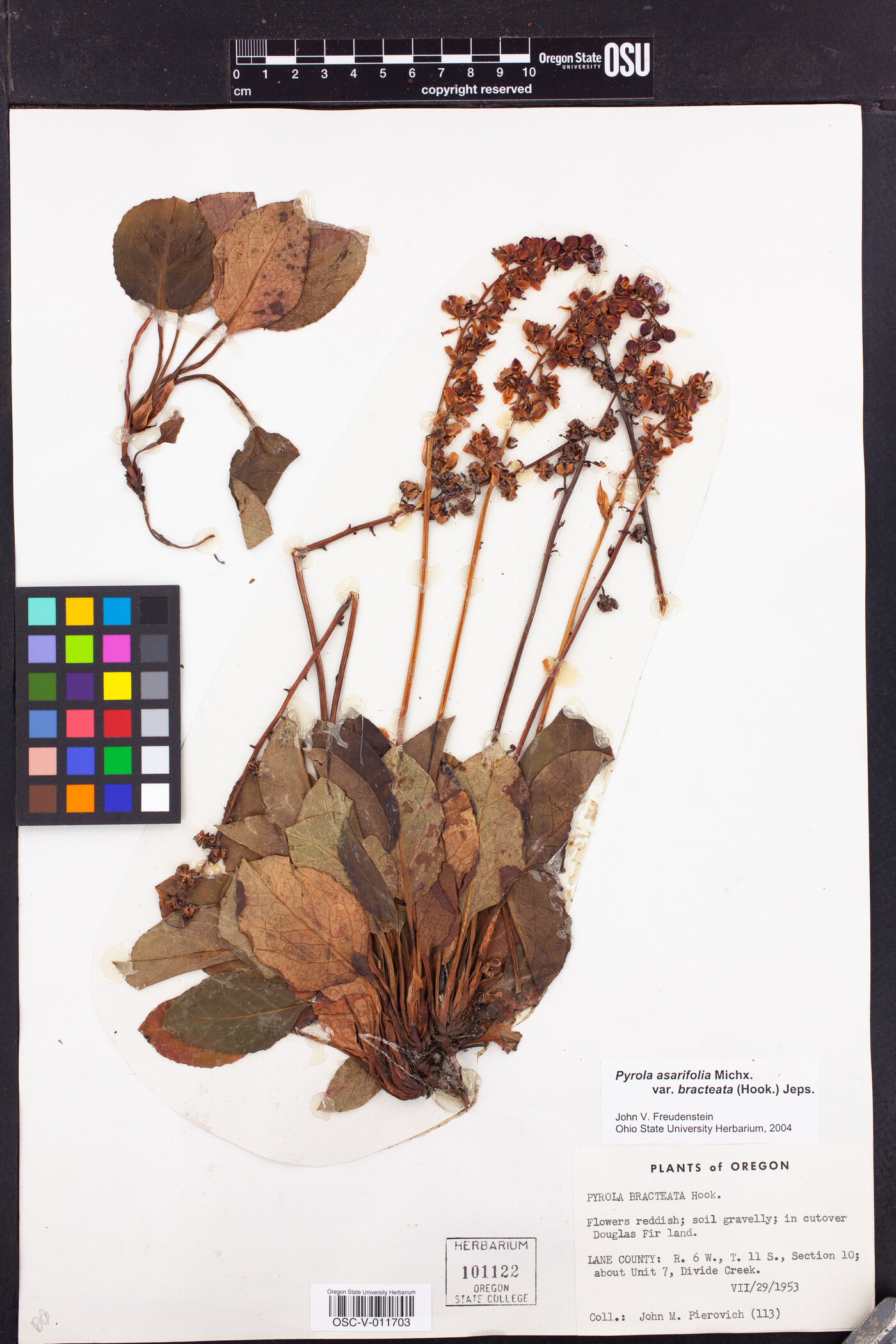 Pyrola asarifolia var. bracteata image