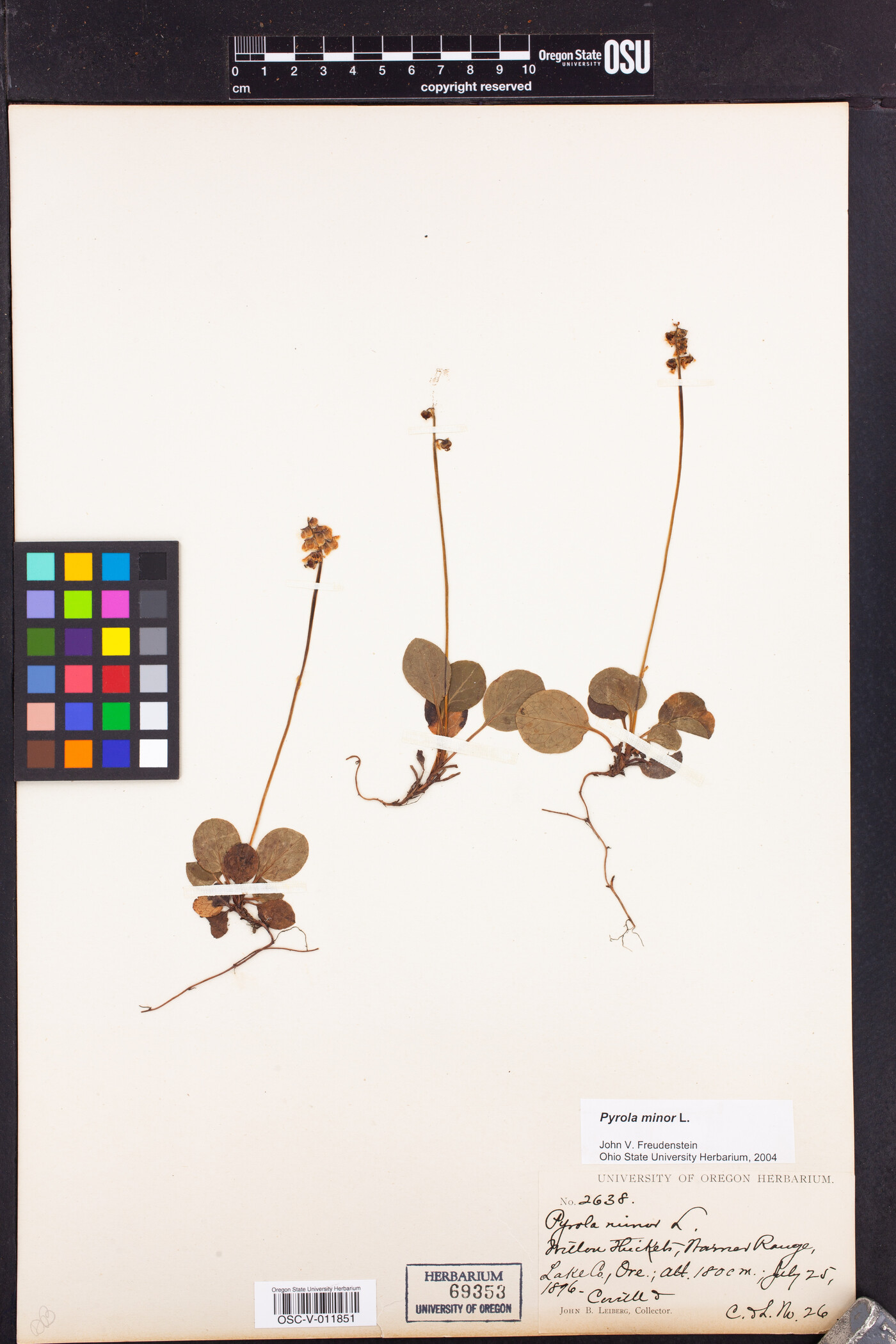 Pyrola minor image