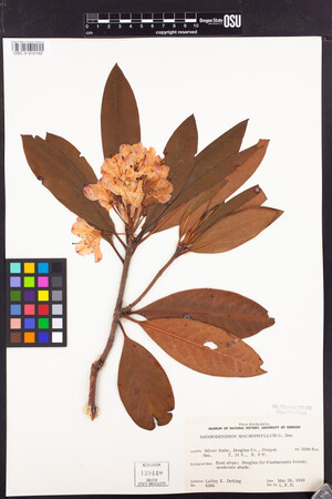 Rhododendron macrophyllum image