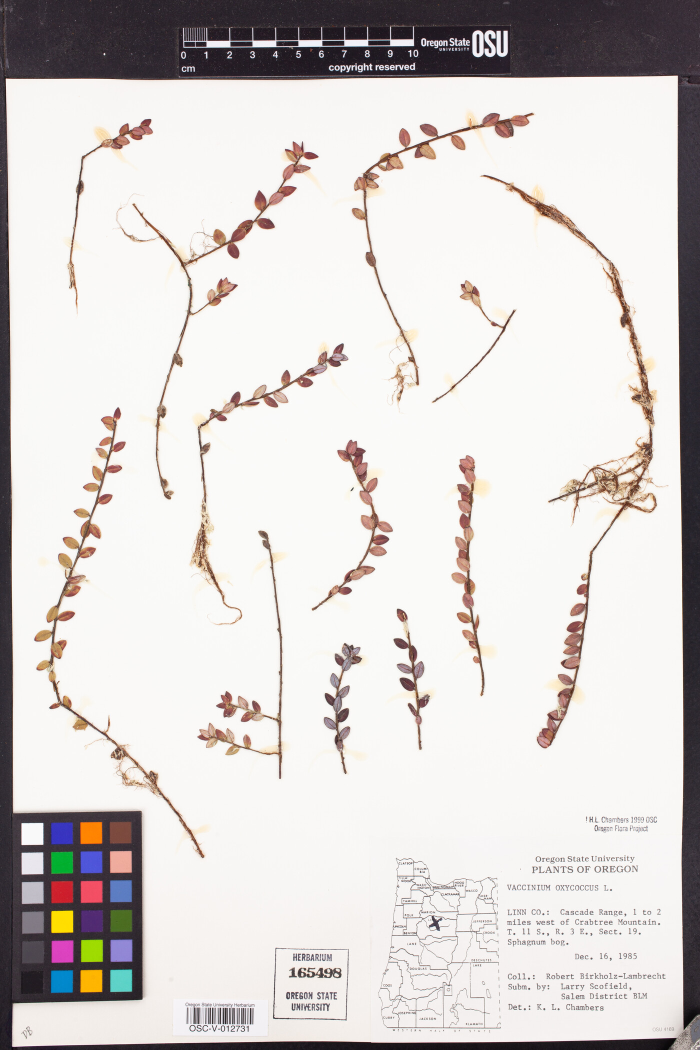 Vaccinium oxycoccos image