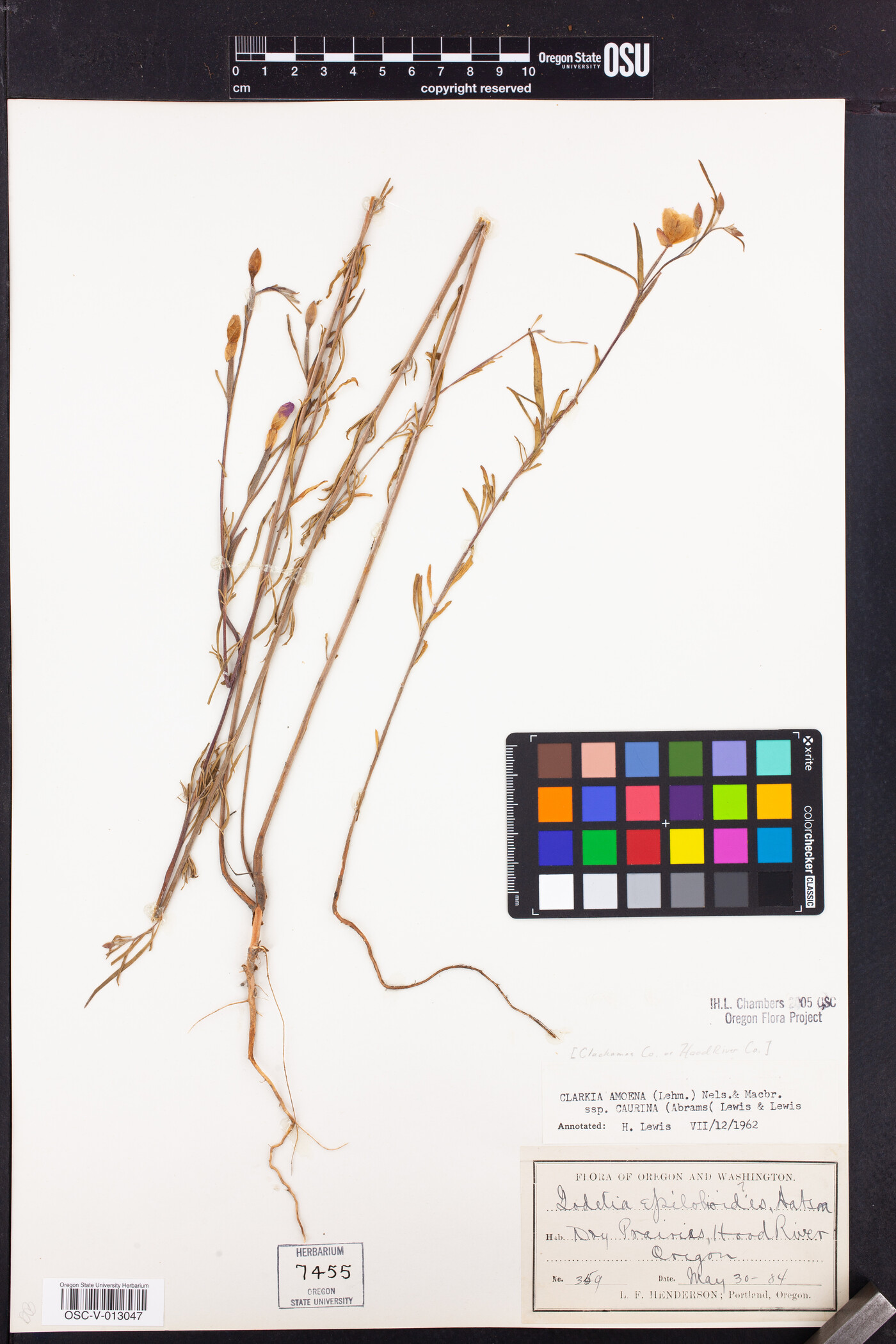 Clarkia amoena subsp. caurina image