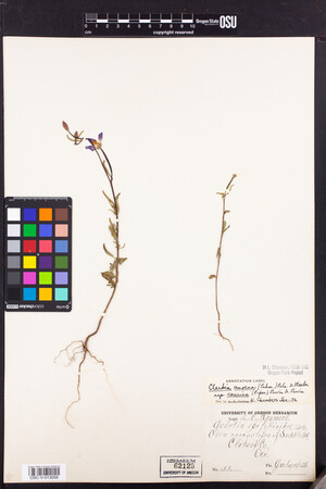 Clarkia amoena subsp. caurina image