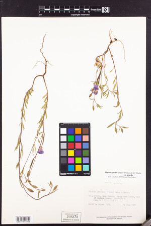 Clarkia gracilis subsp. gracilis image