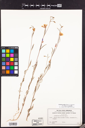 Clarkia gracilis subsp. gracilis image