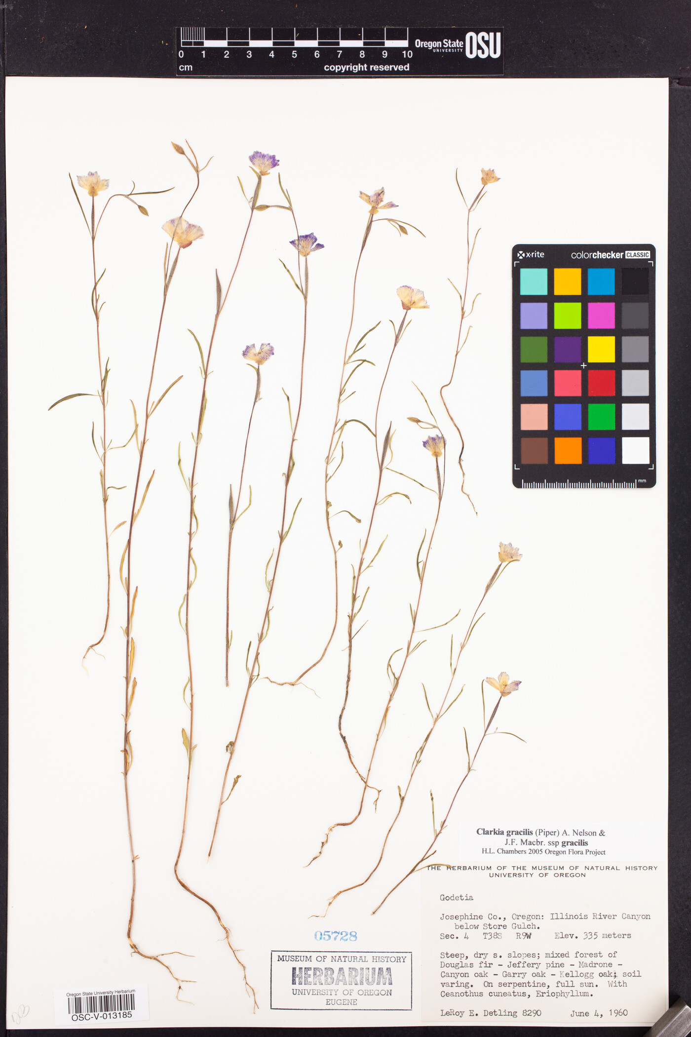 Clarkia gracilis subsp. gracilis image