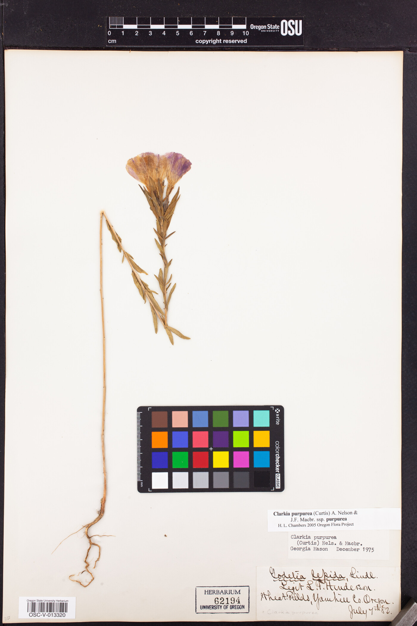 Clarkia purpurea subsp. purpurea image