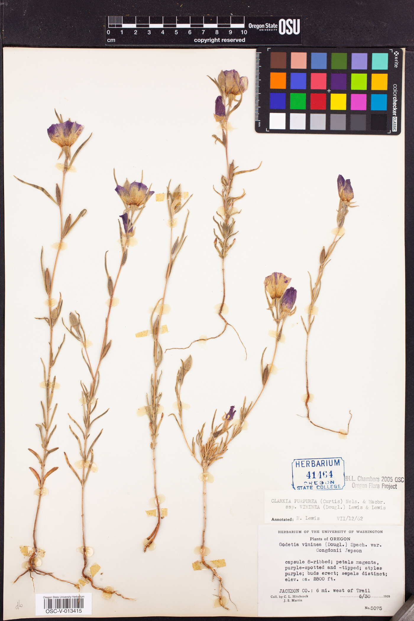 Clarkia purpurea subsp. viminea image