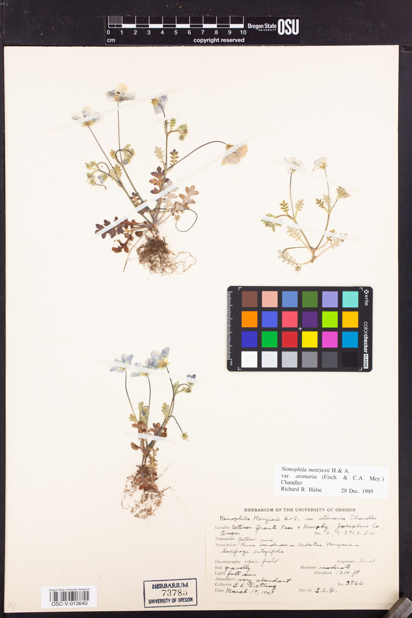 Nemophila menziesii var. atomaria image