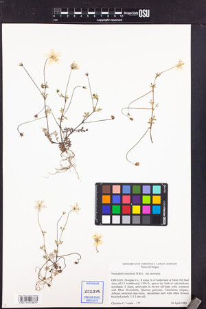 Nemophila menziesii subsp. atomaria image