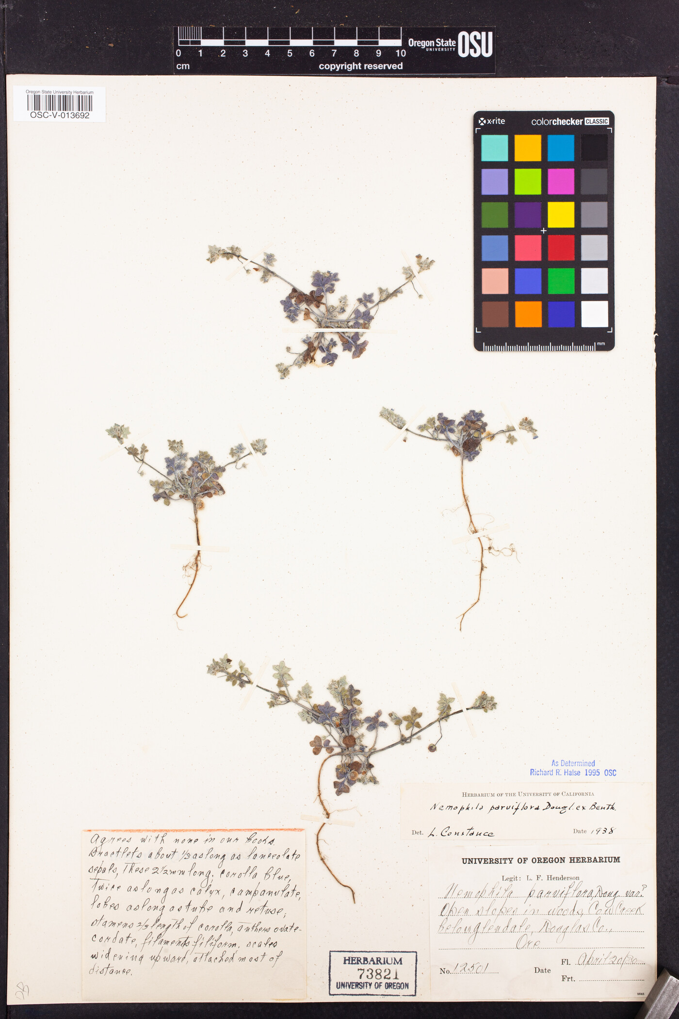 Nemophila parviflora image