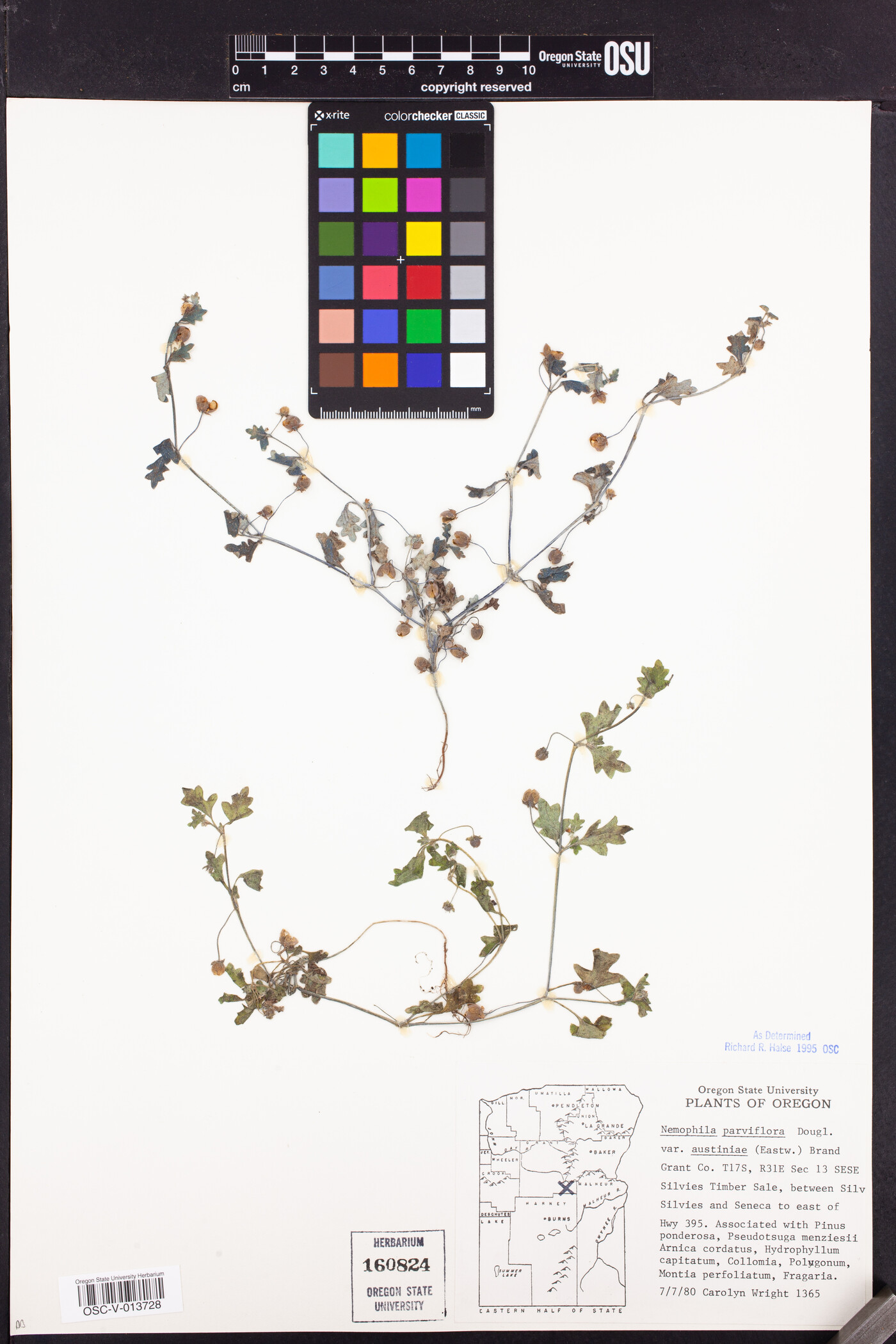 Nemophila parviflora image