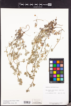 Nemophila parviflora var. parviflora image