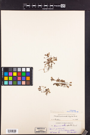 Nemophila pedunculata image