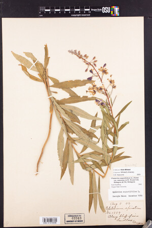 Chamerion angustifolium subsp. circumvagum image