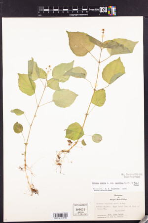 Circaea alpina subsp. pacifica image