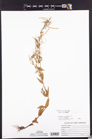Epilobium ciliatum subsp. ciliatum image