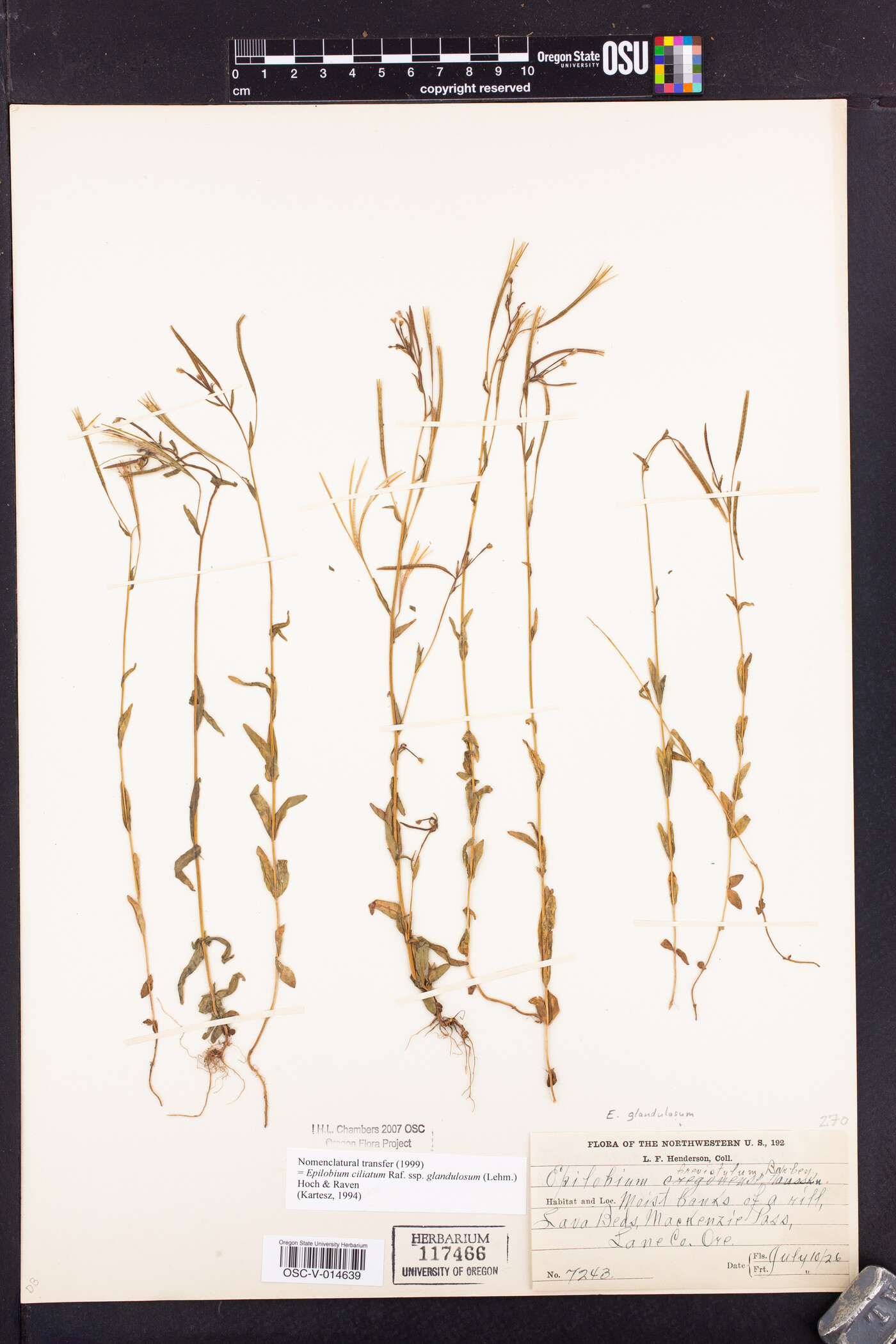 Epilobium ciliatum subsp. glandulosum image