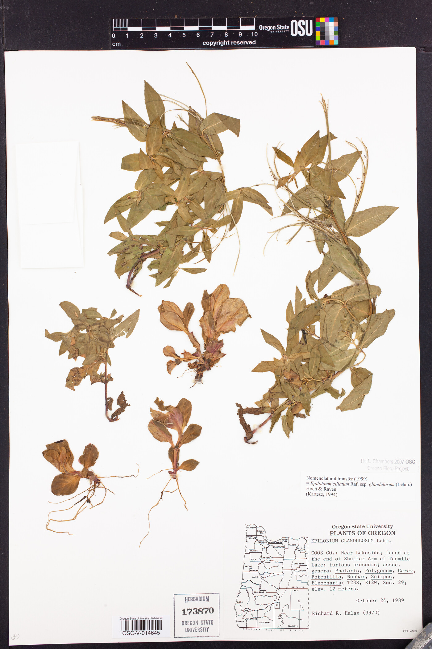 Epilobium ciliatum subsp. glandulosum image