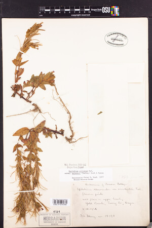 Epilobium ciliatum subsp. watsonii image
