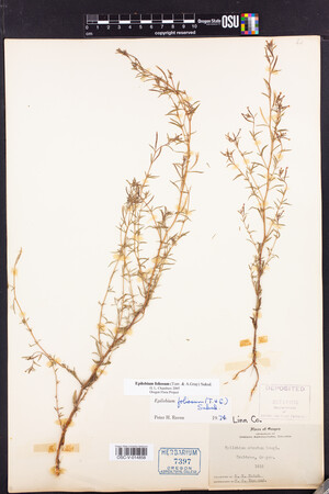 Image of Epilobium foliosum