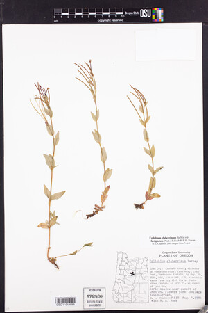 Epilobium glaberrimum subsp. fastigiatum image
