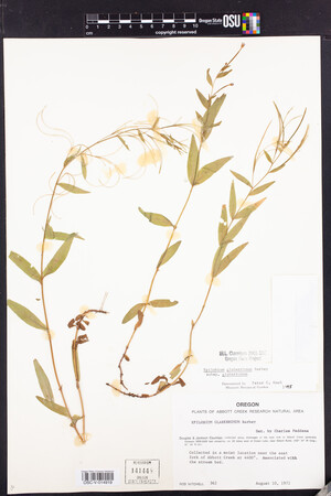 Epilobium glaberrimum subsp. glaberrimum image