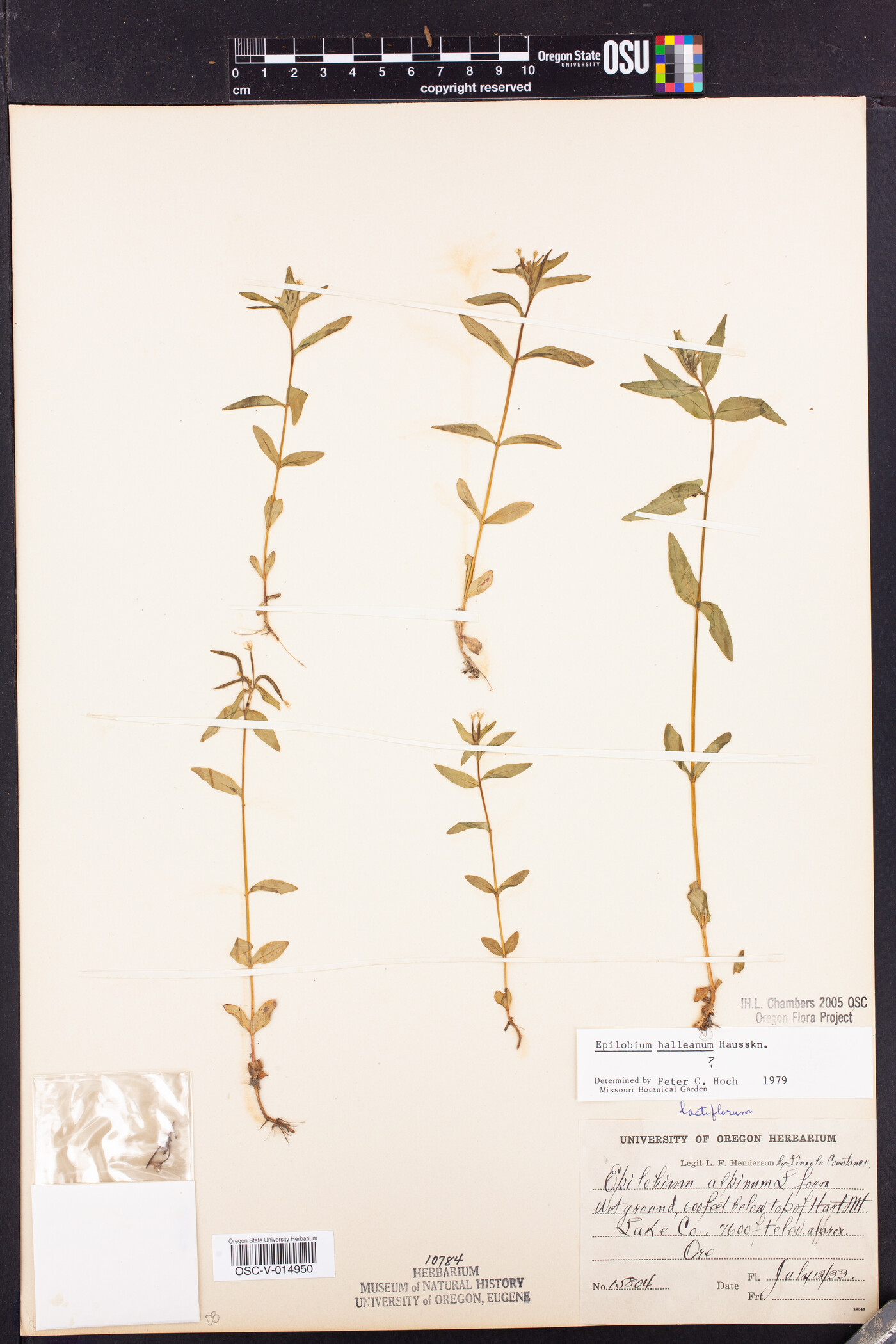 Epilobium halleanum image