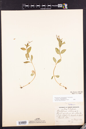Epilobium hornemannii subsp. hornemannii image