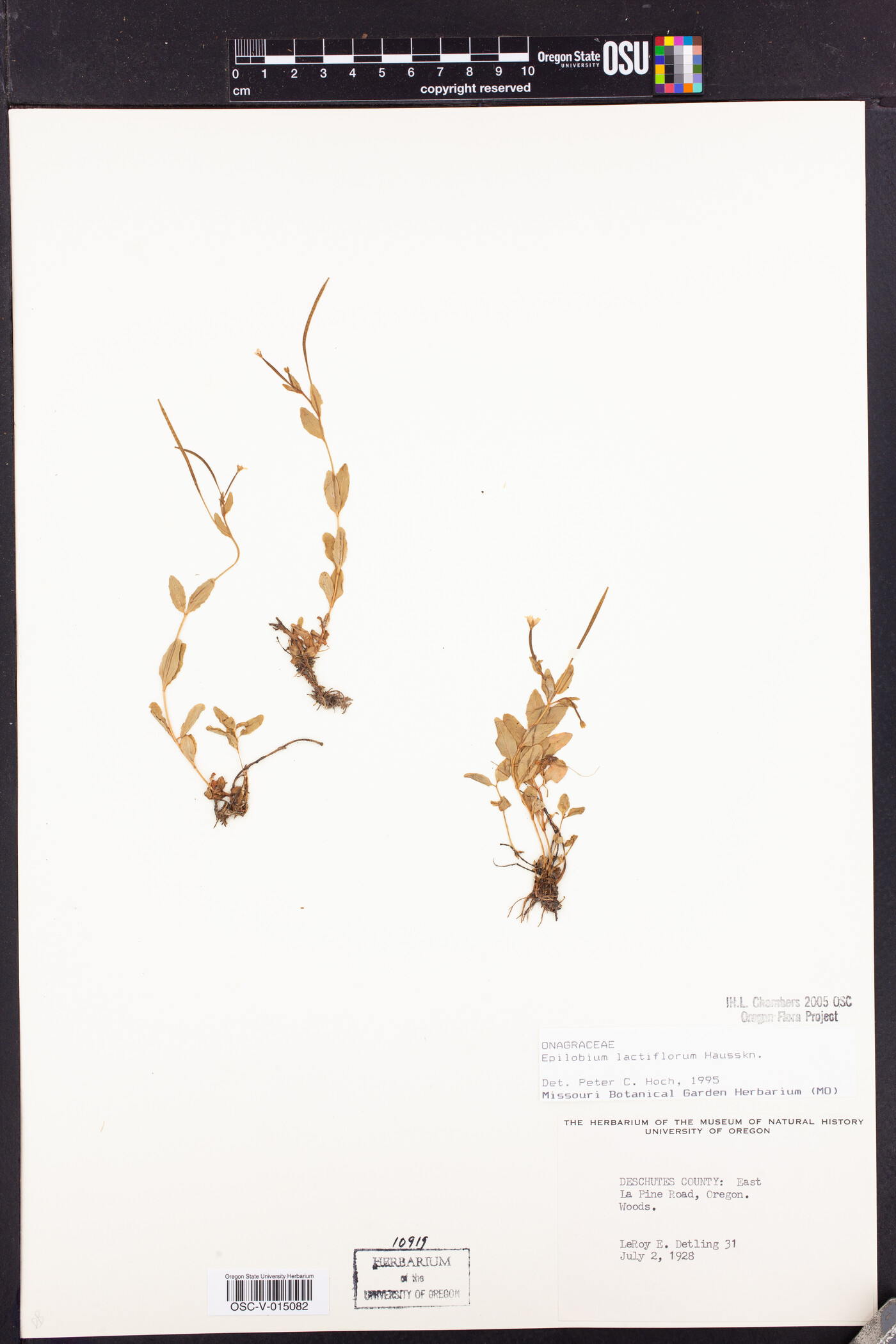 Epilobium lactiflorum image