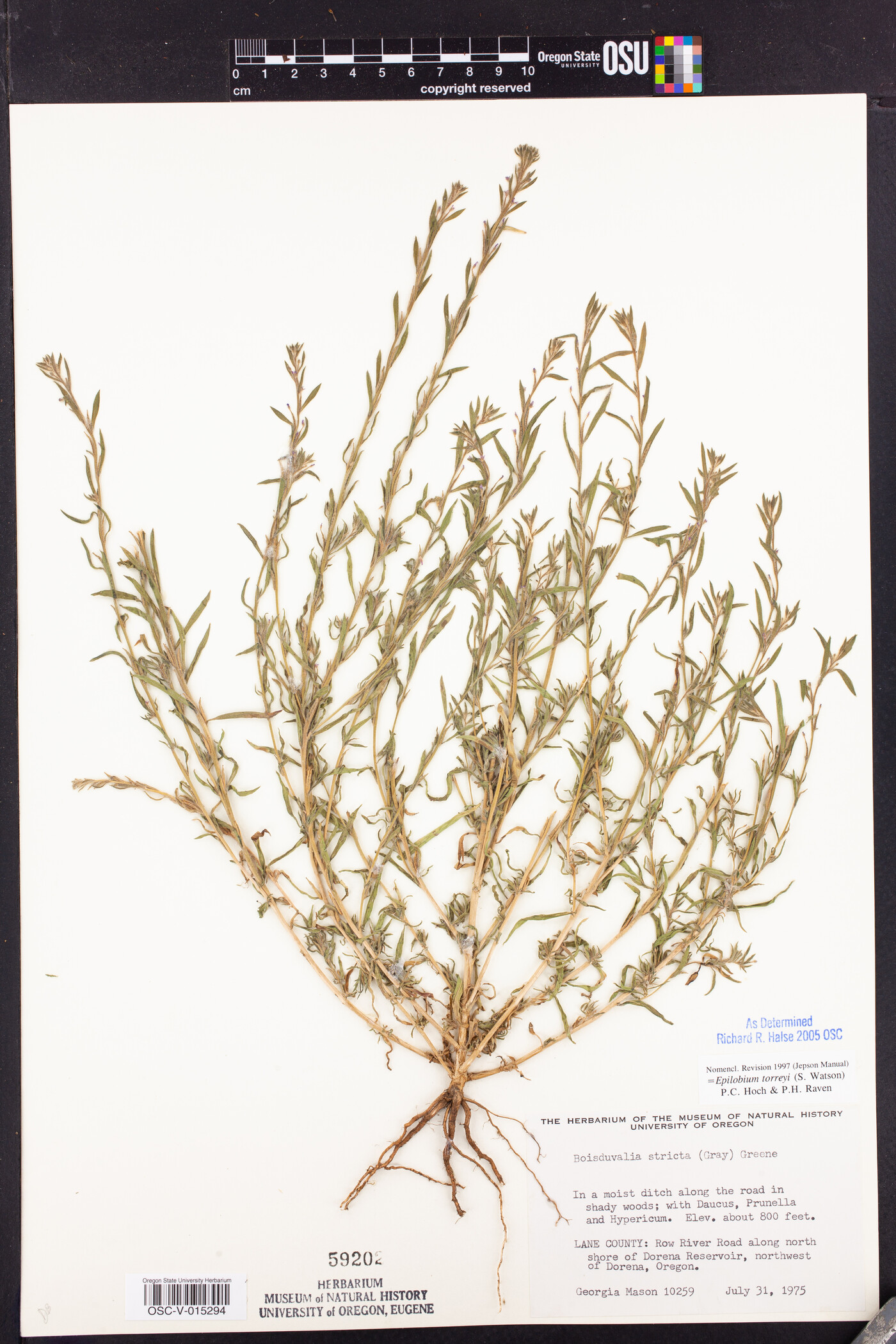 Epilobium torreyi image