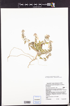 Image of Oenothera boothii