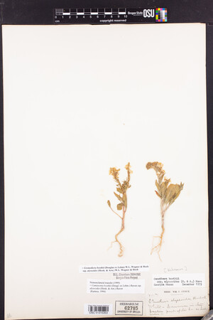 Eremothera boothii subsp. alyssoides image