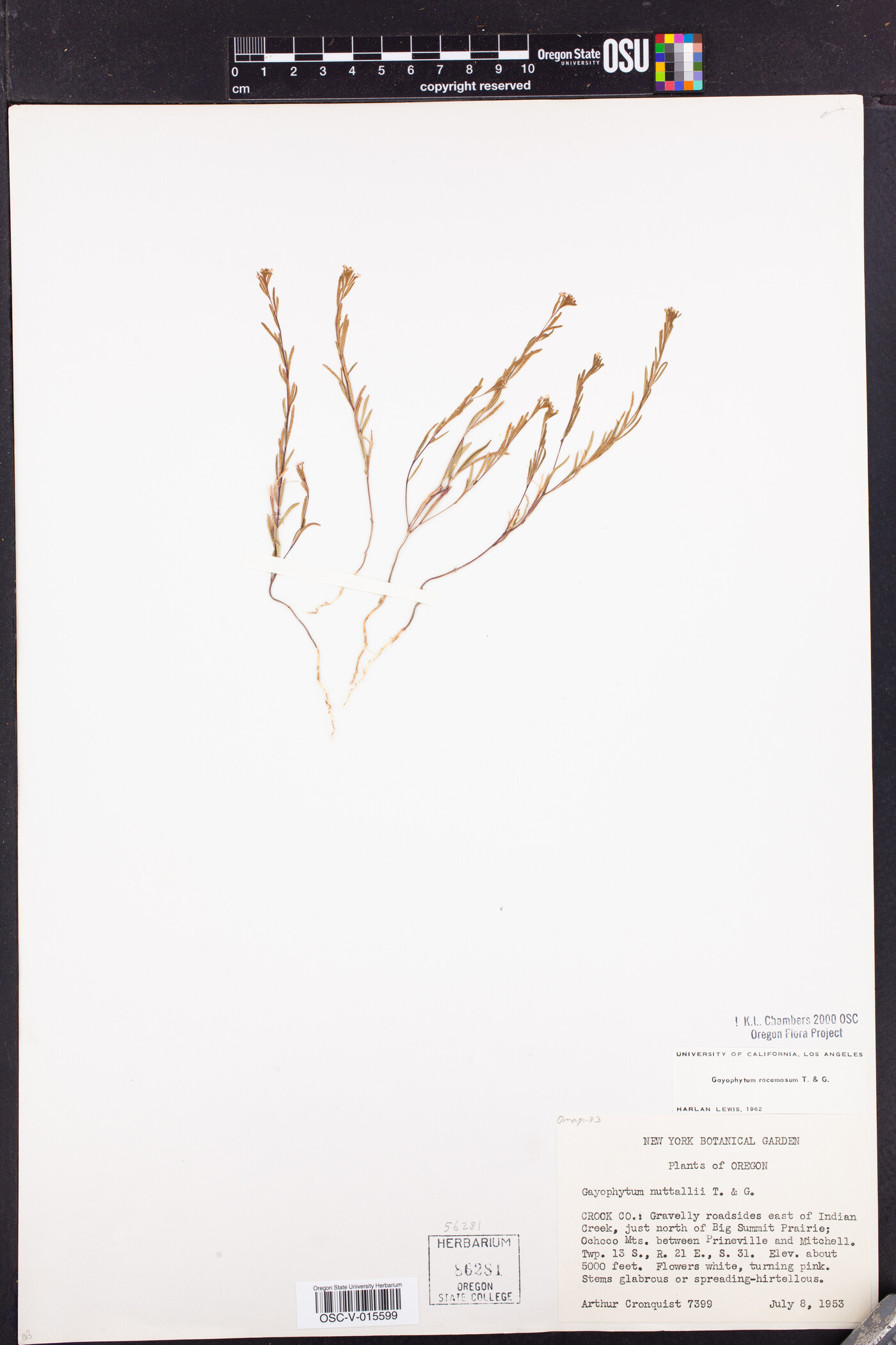 Gayophytum racemosum image