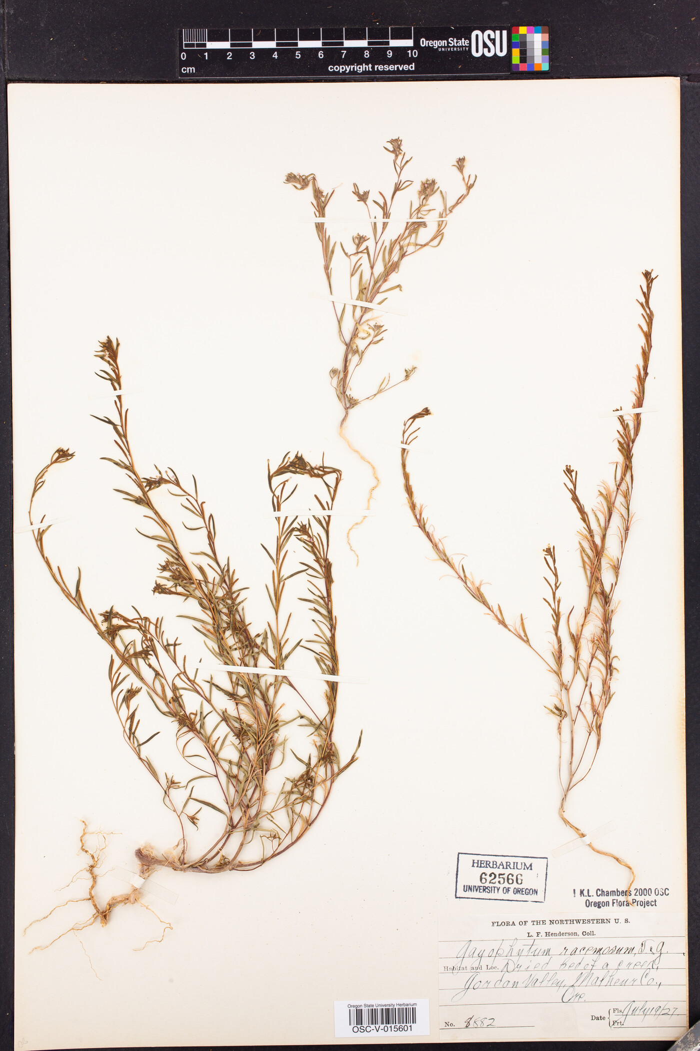 Gayophytum racemosum image