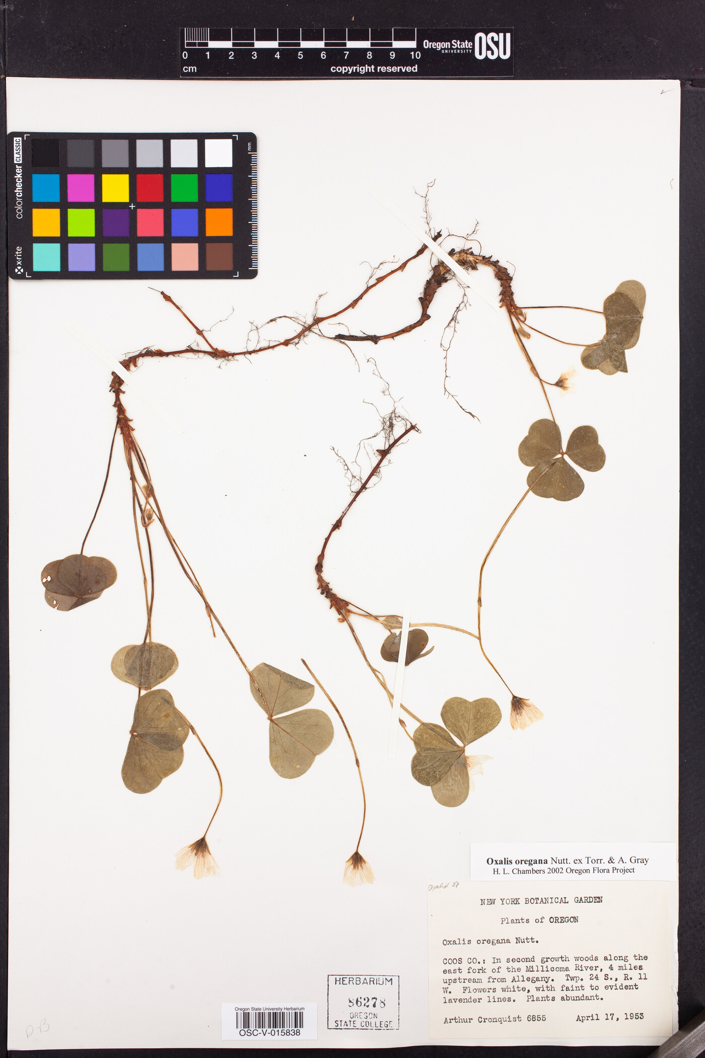 Oxalis oregana image