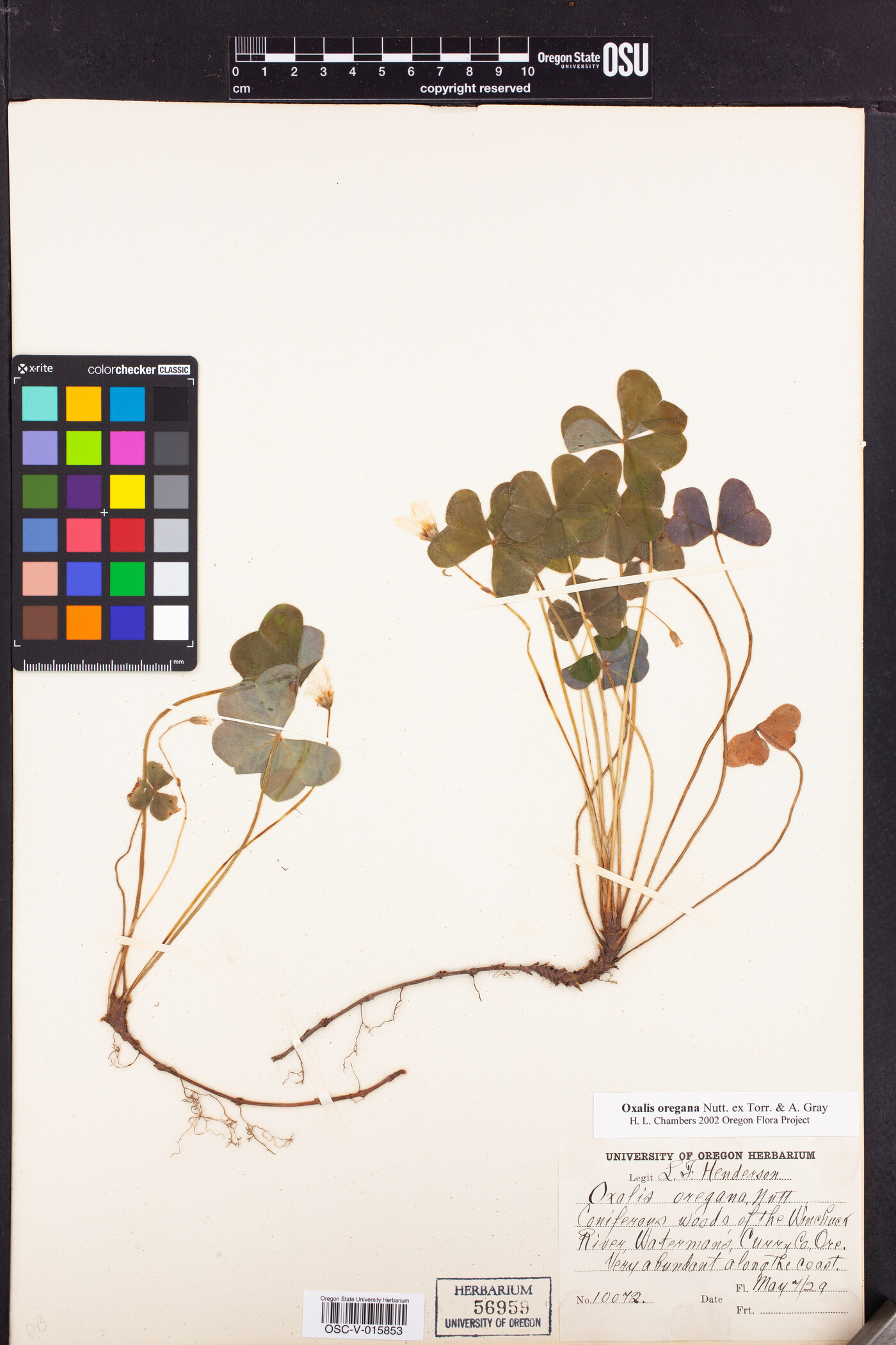 Oxalis oregana image