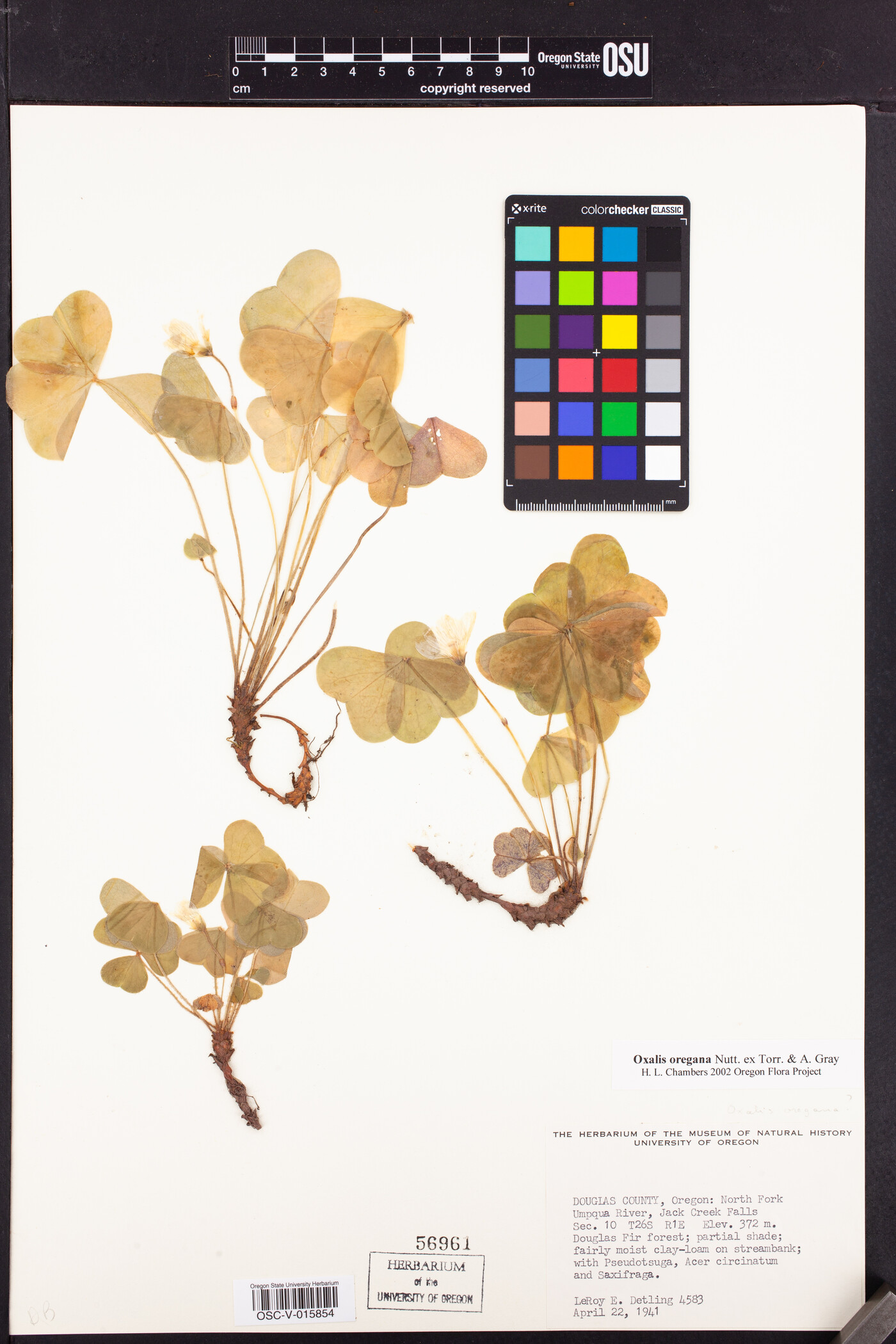 Oxalis oregana image