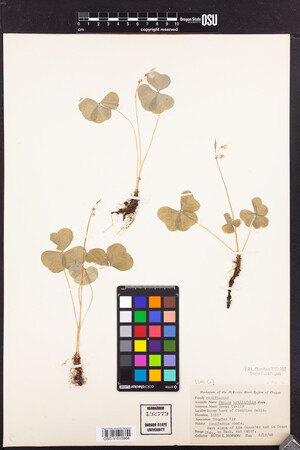 Oxalis trilliifolia image