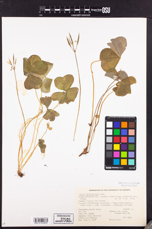 Image of Oxalis trilliifolia