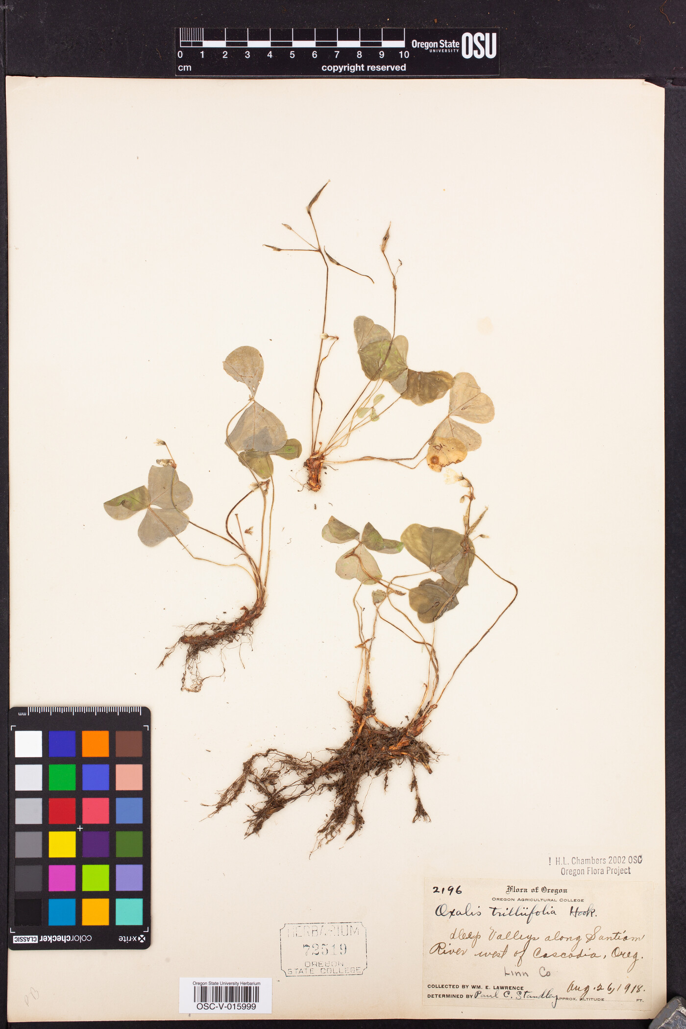 Oxalis trilliifolia image