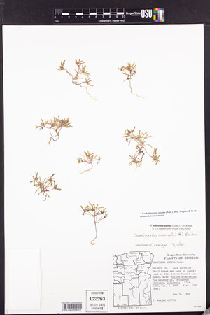 Neoholmgrenia andina image