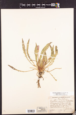 Oenothera deltoides subsp. piperi image