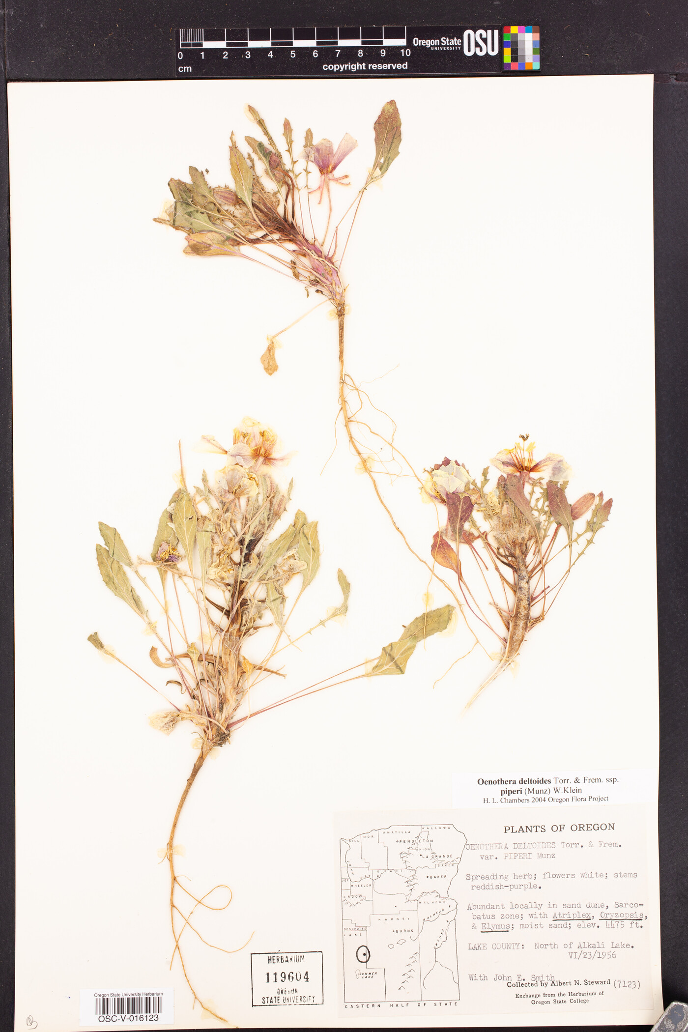 Oenothera deltoides subsp. piperi image