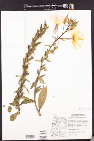 Oenothera glazioviana image