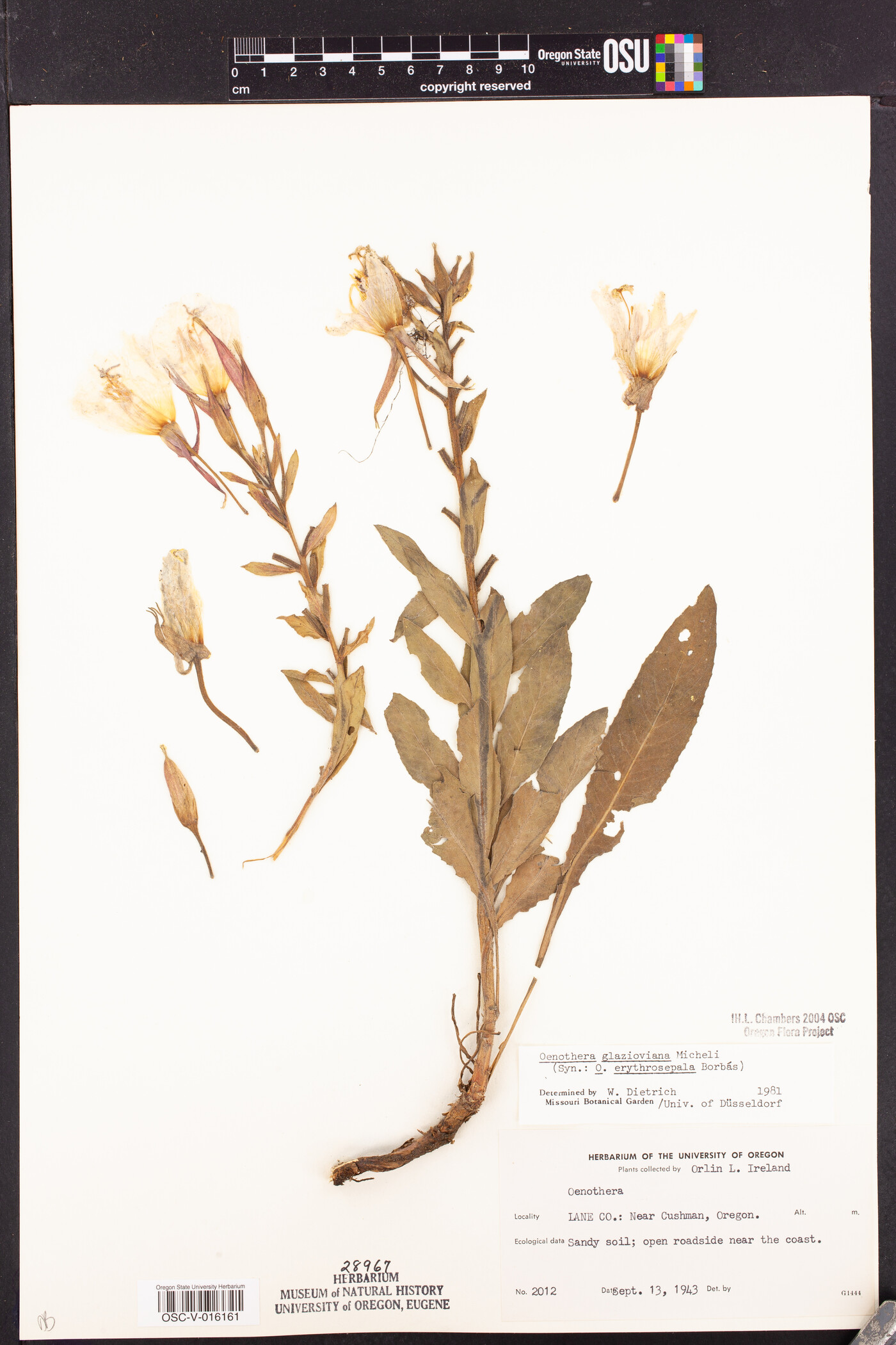 Oenothera glazioviana image