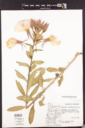 Image of Oenothera glazioviana