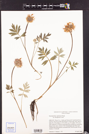 Hydrophyllum capitatum var. thompsonii image