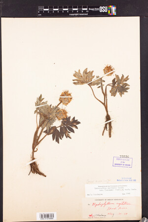 Hydrophyllum capitatum var. thompsonii image