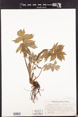 Hydrophyllum fendleri var. albifrons image